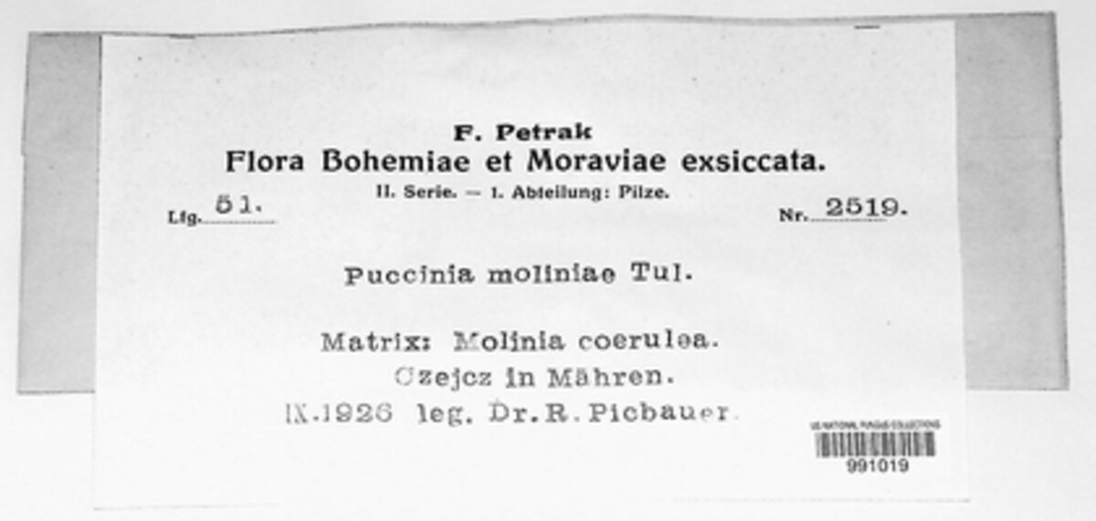 Puccinia moliniae image